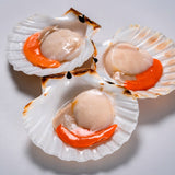 Cappesante dell’Adriatico