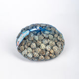 Vongole dell’Adriatico con guscio