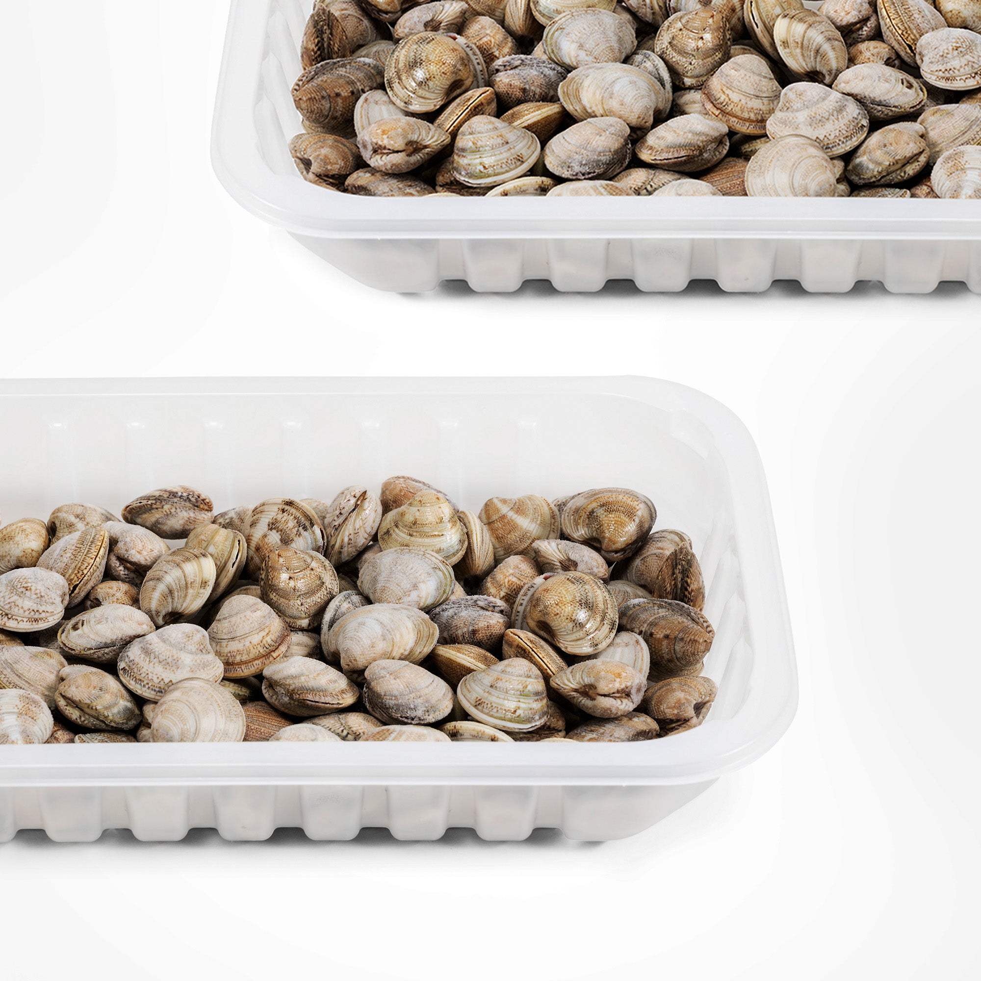 Vongole dell’Adriatico con guscio certificate MSC da pesca sostenibile